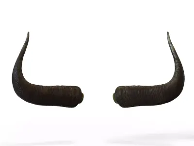 Bull Horns Low-poly 3D model