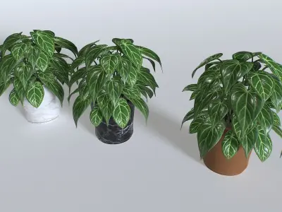 Pot Tropical Plant 3 Low-poly 3D model