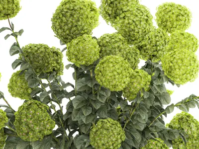 Beautiful Hydrangea bushes in a flower pot for home 1296 3D model