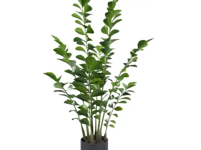 Zanzibar Gem Plant  PBR 3D model