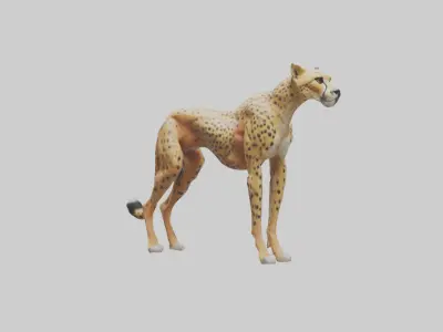 Cheetah Muscles Model 3D model