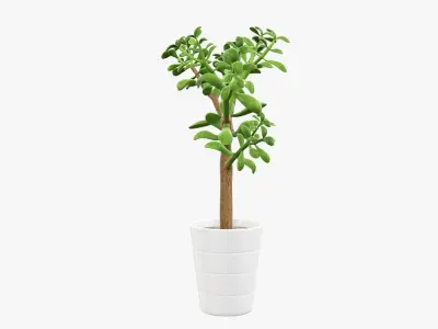 Crassula plant in flower pot 3D model