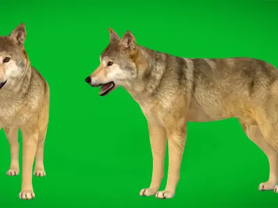 Himalayan Wolf Low-poly 3D model purchase