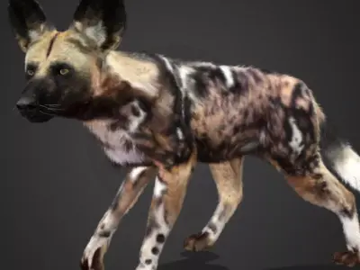 African Wild Dog Realistic Animated 3D model