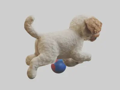 Cockapoo chasing ball model 3D model