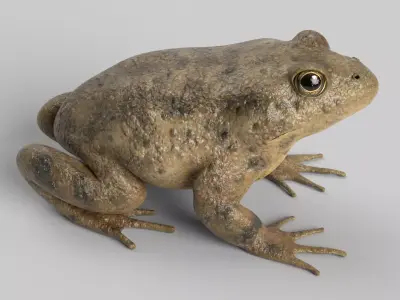 Toad Frog 3D model