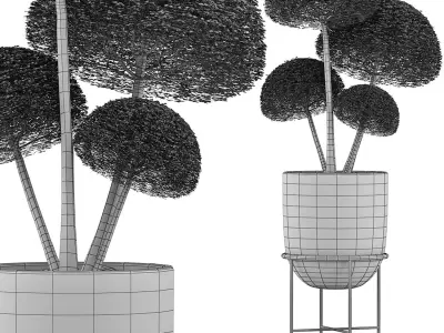 Plants Collection 128 Bush Ligustrum 3D model