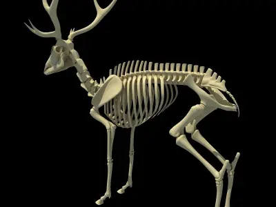 Realistic Deer Skeleton 3D model