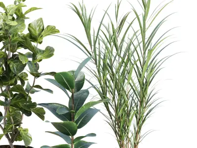 Realistic Indoor Plant Models Collection Vol 347 3D model