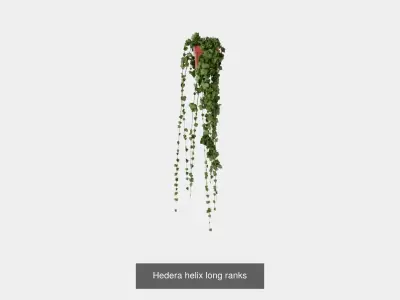 Collection of Hedera Helix Houseplant - 3 Models
