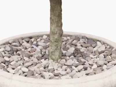 Potted Topiary Buxus 03 3D model