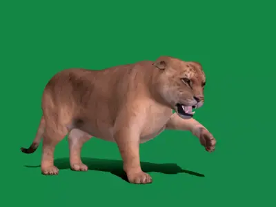 Liger Hybrid Feline 3D model