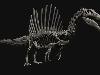 Dinosaur Spinosaurus Full Skeleton Sculpt Model 3D model