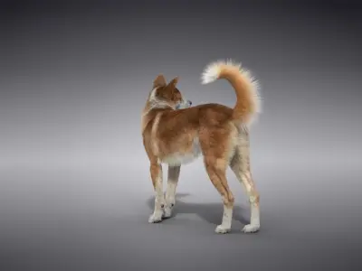 Chinese Rural Dog Animated VFX Grace 3D model