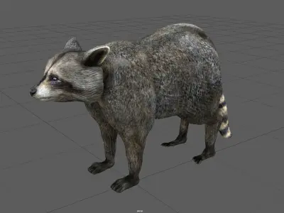 RACCOON Low-poly 3D model