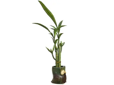 Owl Bamboo Plant Low-poly 3D model
