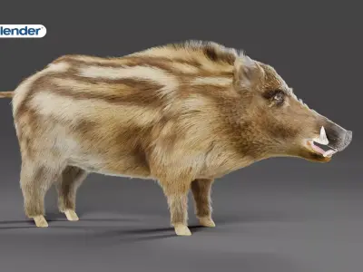 Fur Wild Boar NO Rigged in Blender  Low-poly 3D model