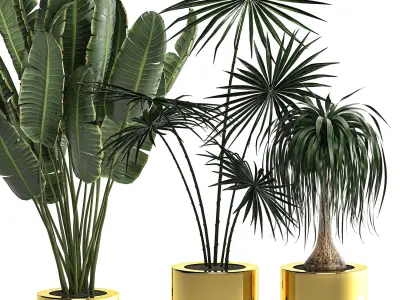 Houseplants in a luxury pot for the interior 705 3D model