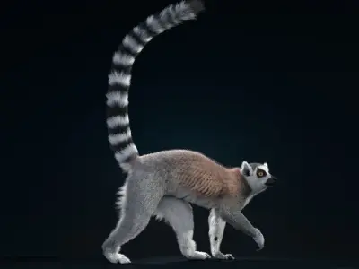 Ring Tailed Lemur Animated  VFX Grace 3D model