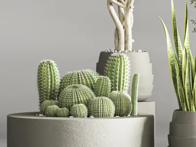 Cactus   Plant vol 02 3D model