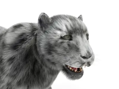 Realistic Fur Leopard  Rigged Low-poly 3D model