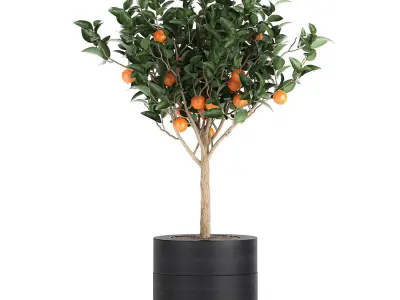 Orange tree for the interior in black pot 717 3D model