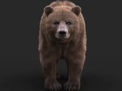 Bear xgen core 3D model