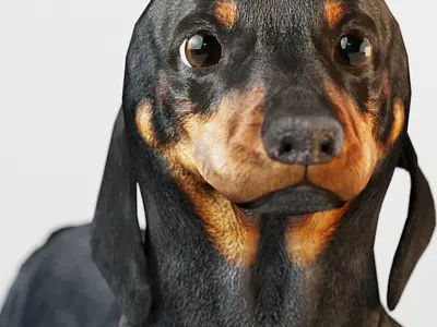 Dachshund 3D model