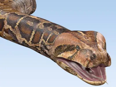 Burmese Python Snake 3D model