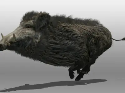 Wild Boar 3D model