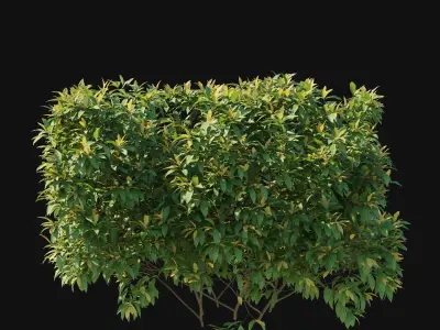 Pieris Floribunda bush 03 3D model