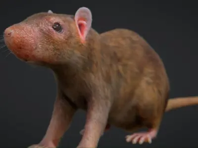 Rat Rigged Low-poly 3D model