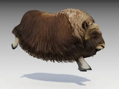 Muskox yak Low-poly 3D model