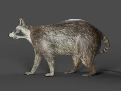 Raccoon Rigged in Blender Low-poly 3D model