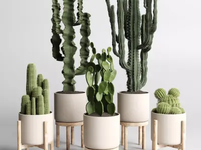 cactus pot  wood vase  collection indoor plant 186  3D model