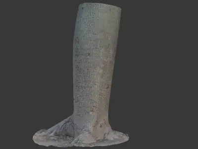 Realistic 3D Scanned Smooth-Bark Tree Trunk Low-poly 3D model