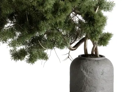 Bonsai Tree in a stone pot - Indoor Plant 643 3D model