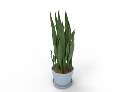Sansevieria Aubrytniana Metallica  3D model