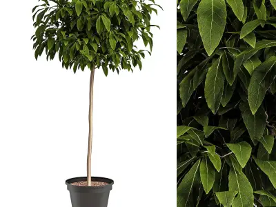 Bushes for interior 1 Free 3D model