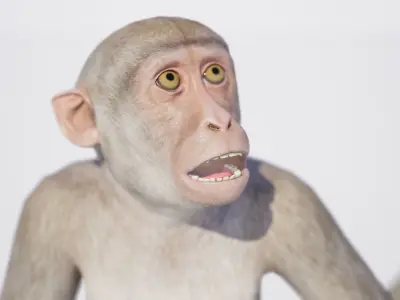Monkey 3D model order