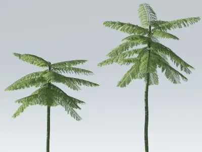 Schizolobium Parahyba  Brazilian Fire Tree 3D model