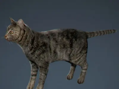Domestic Cat with Fur 3D model