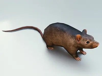 Rat Rigged and Animated Low-poly 3D model