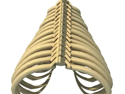 Gorilla Animal Rib Cage 3D model
