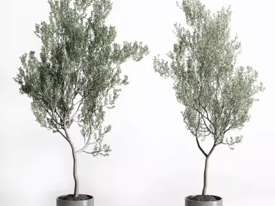 Olive Tree in concrete vase indoor collection 3D model