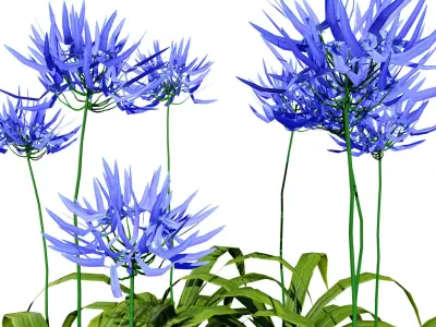 Flander Agapanthus Flowering Plants Low-poly 3D model