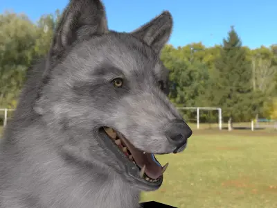 WOLF GREY 3D MODEL REALISTIC  RIGGED AND TEXTURE 3D model