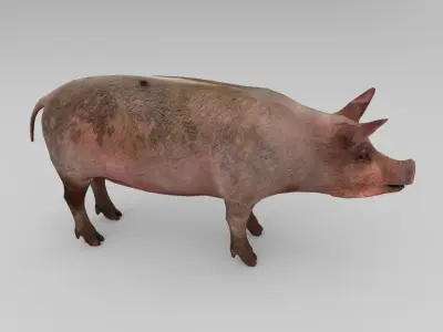Pig Rigged  Animated 3D model Low-poly 3D model