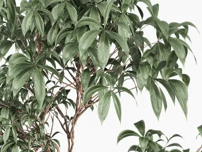 Tree in clay pot 3D model