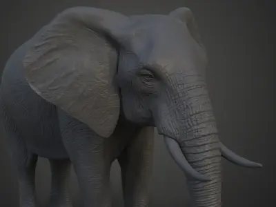 African Elephant Model 3D model